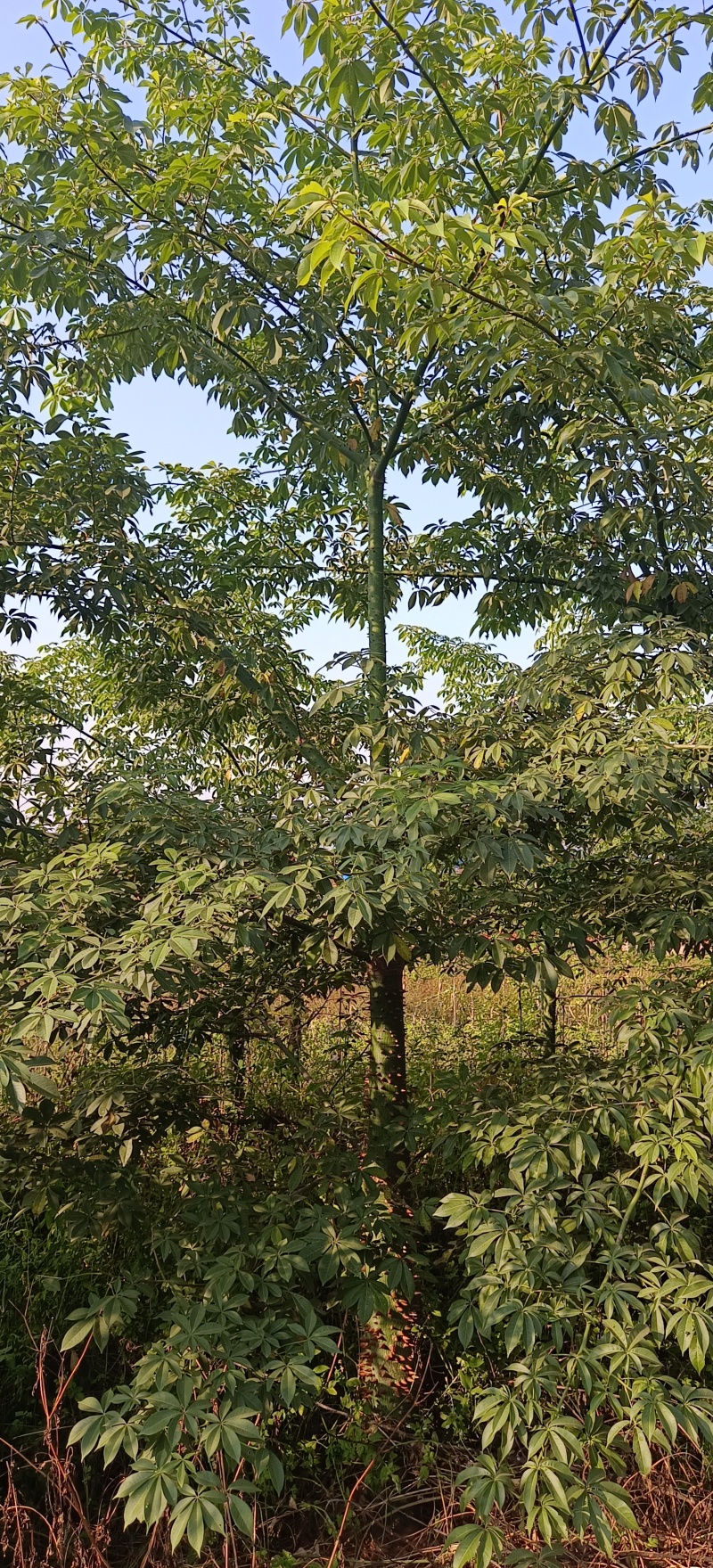 绿化苗木风景树大腹木棉树英雄树各种规格都有大基常年供货