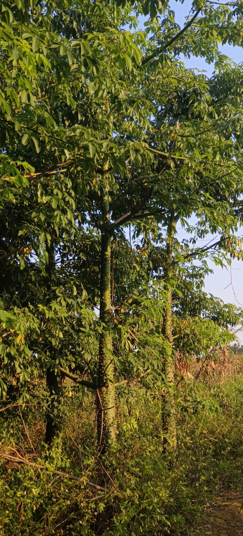 绿化苗木风景树大腹木棉树英雄树各种规格都有大基常年供货