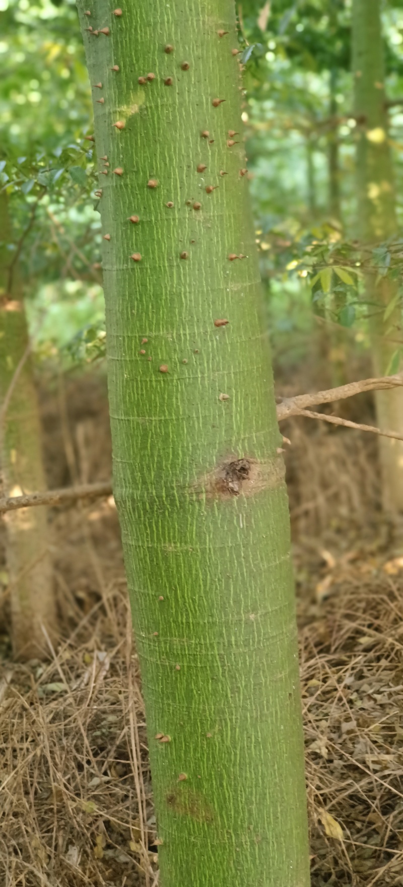 绿化苗木风景树大腹木棉树英雄树各种规格都有大基常年供货