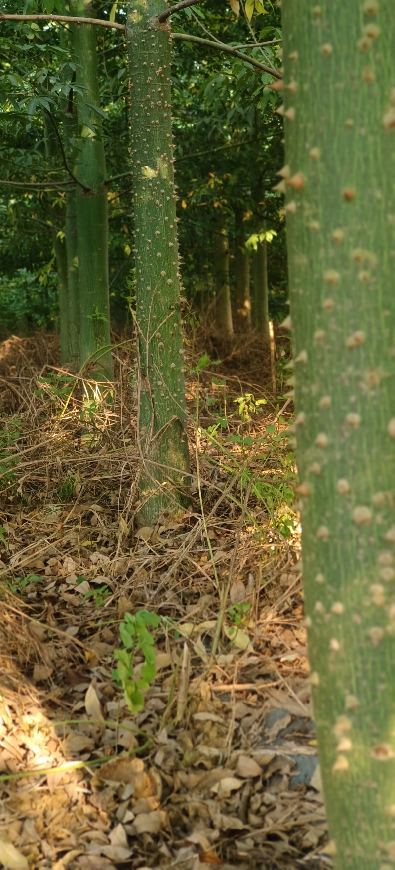 绿化苗木风景树大腹木棉树英雄树各种规格都有大基常年供货