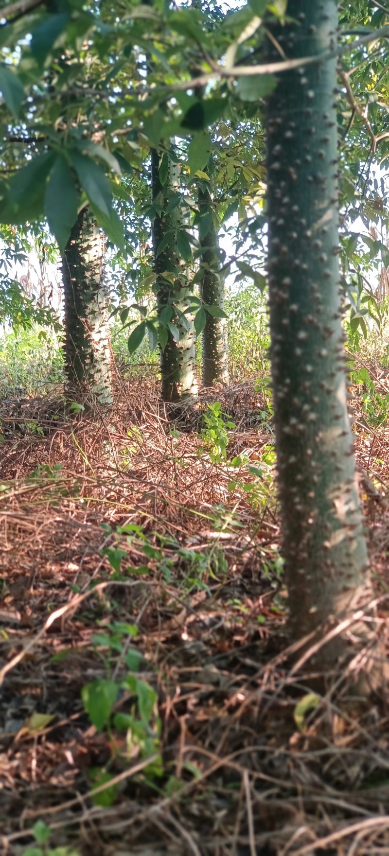 绿化苗木风景树大腹木棉树英雄树各种规格都有大基常年供货