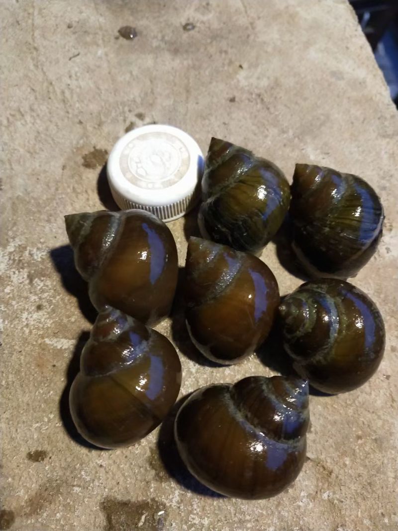 湖北厚壳田螺中华圆田螺各种规格有货一手货源欢迎咨询