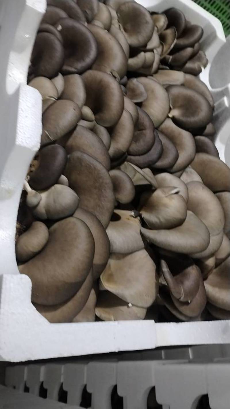 新鲜长治蘑菇，当地产地直供