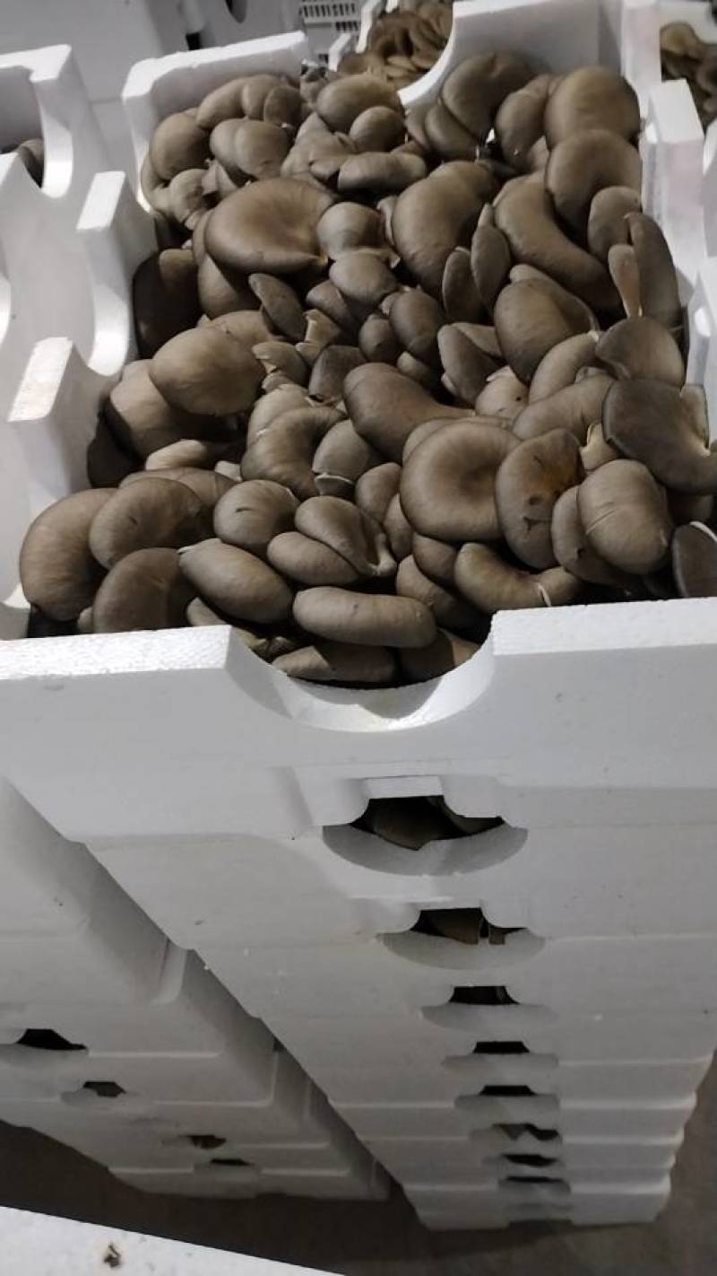 新鲜长治蘑菇，当地产地直供