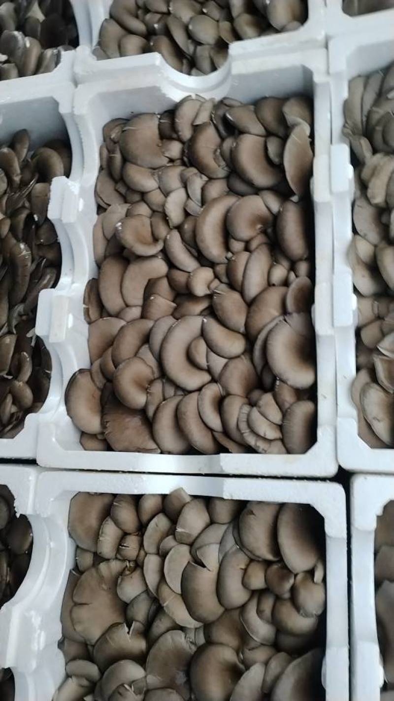 新鲜长治蘑菇，当地产地直供