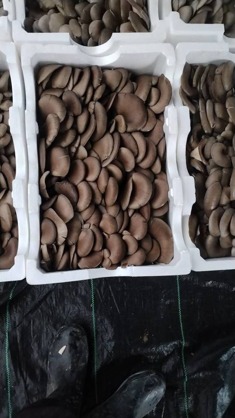 新鲜长治蘑菇，当地产地直供
