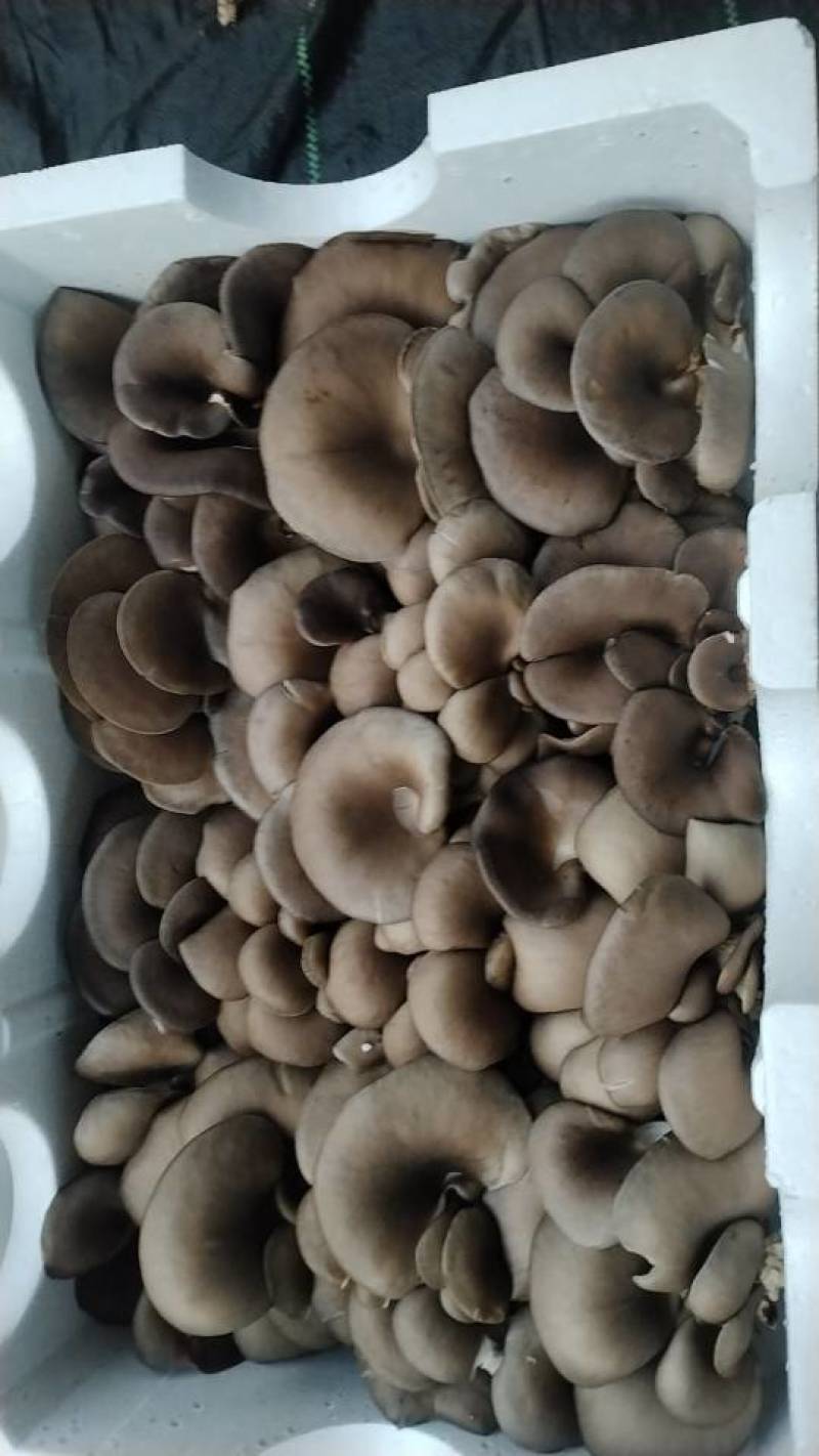 新鲜长治蘑菇，当地产地直供