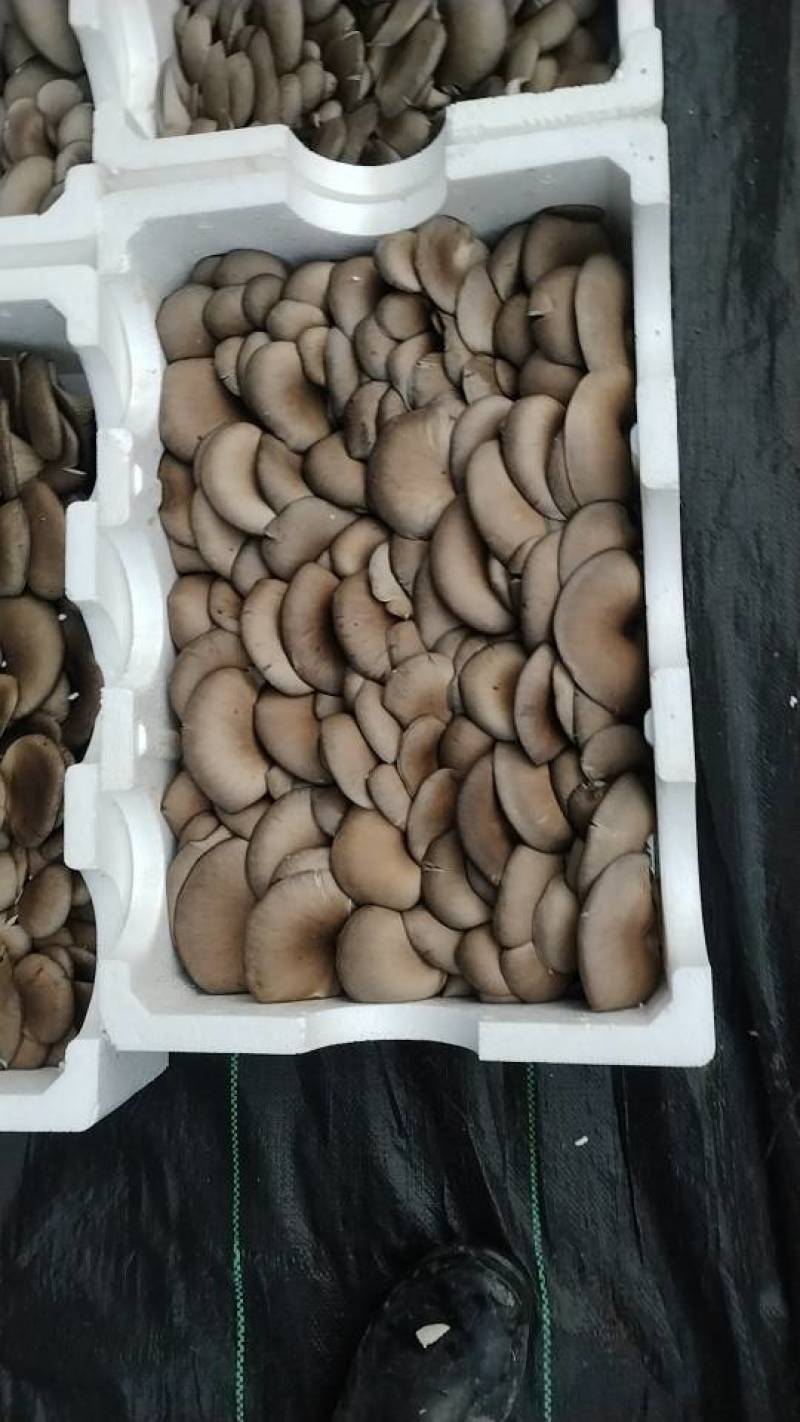 新鲜长治蘑菇，当地产地直供