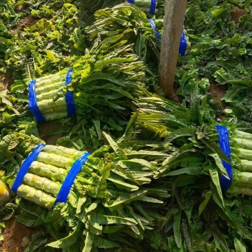 精品莴苣大量上市品质保证量大从优一手货源欢迎联系