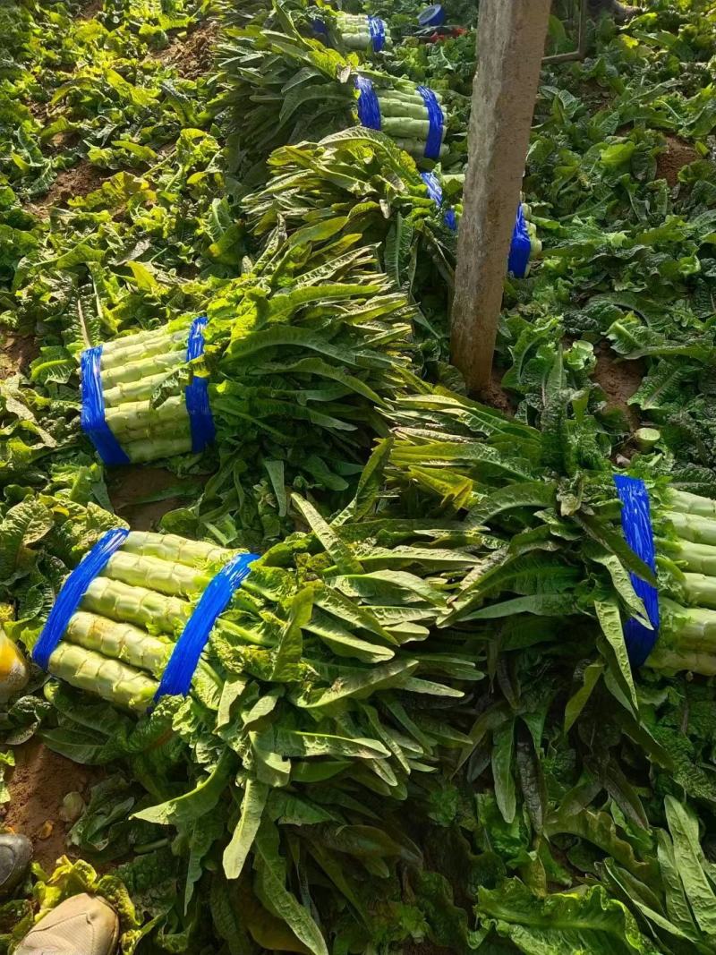 精品莴苣大量上市品质保证量大从优一手货源欢迎联系