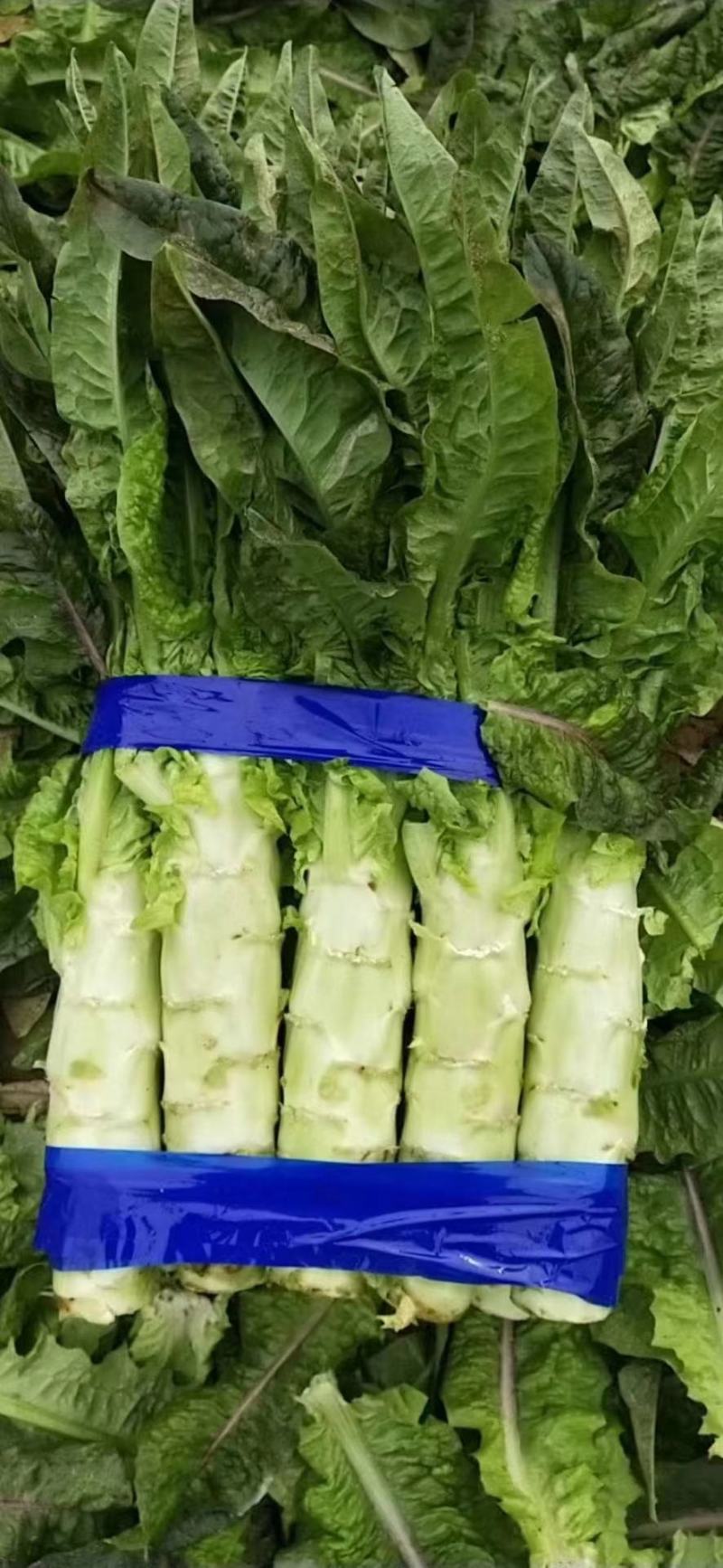 精品莴苣大量上市品质保证量大从优一手货源欢迎联系