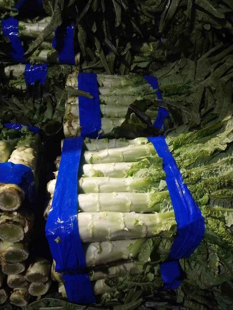 精品莴苣大量上市品质保证量大从优一手货源欢迎联系