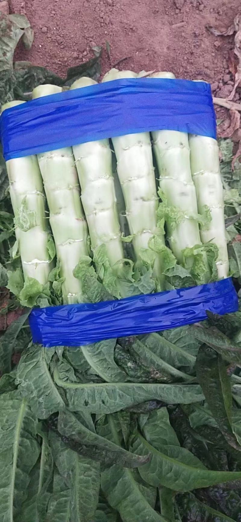 精品莴苣大量上市品质保证量大从优一手货源欢迎联系