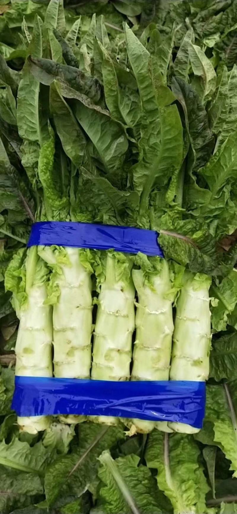 精品莴苣大量上市品质保证量大从优一手货源欢迎联系