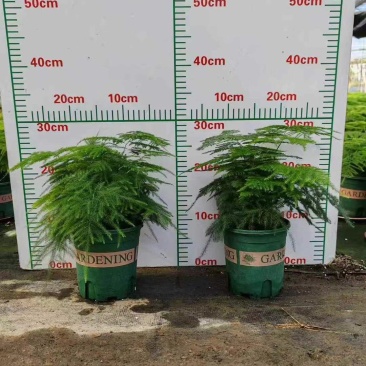 新一批0.4加仑进口矮生文竹叶绿密实有层次株型平整冠幅大