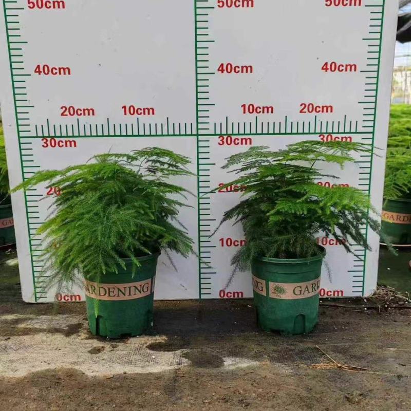 新一批0.4加仑进口矮生文竹叶绿密实有层次株型平整冠幅大