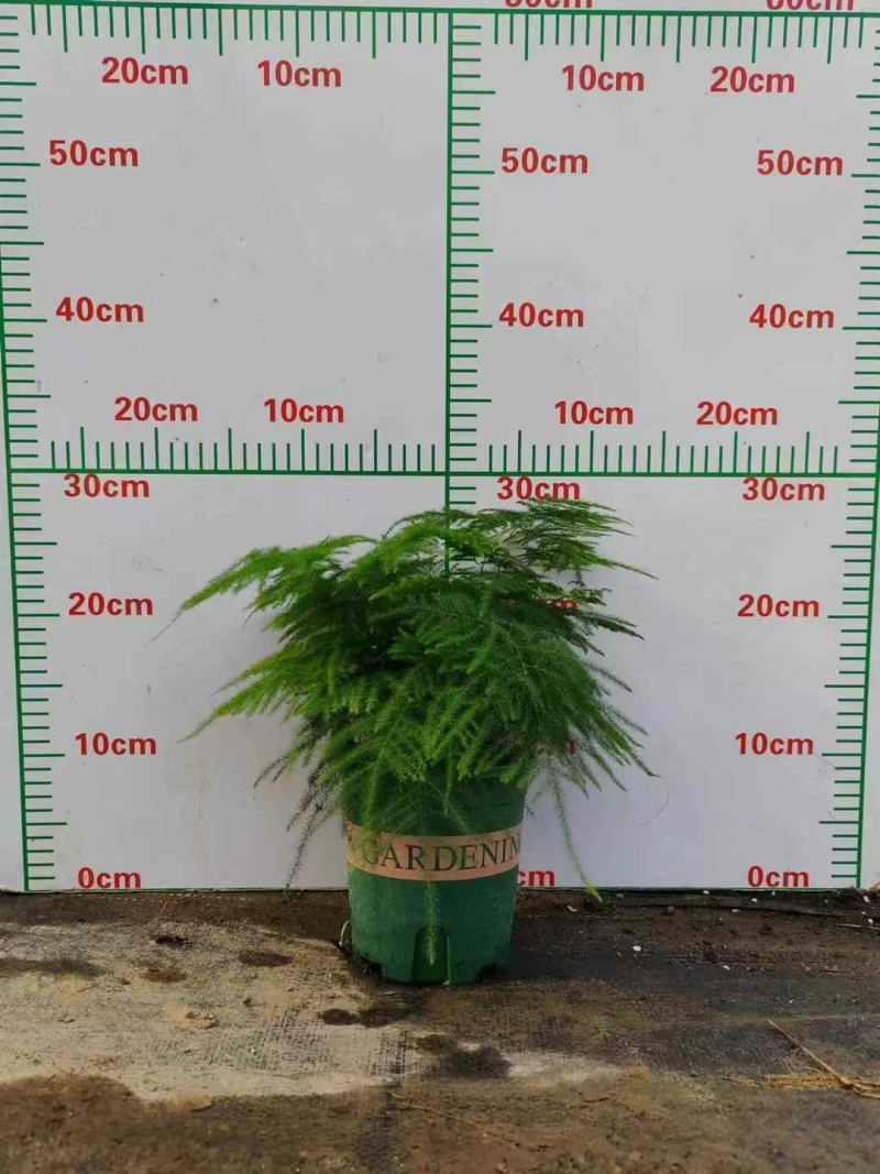 新一批0.4加仑进口矮生文竹叶绿密实有层次株型平整冠幅大
