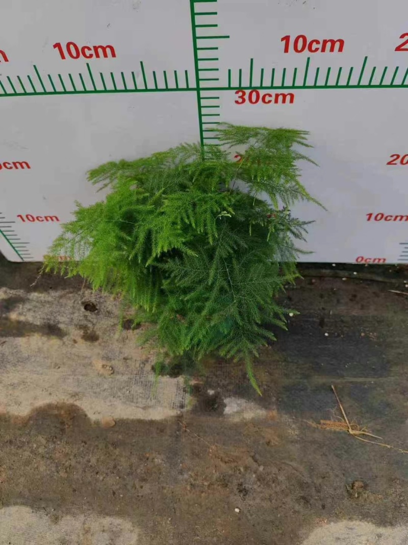 新一批0.4加仑进口矮生文竹叶绿密实有层次株型平整冠幅大