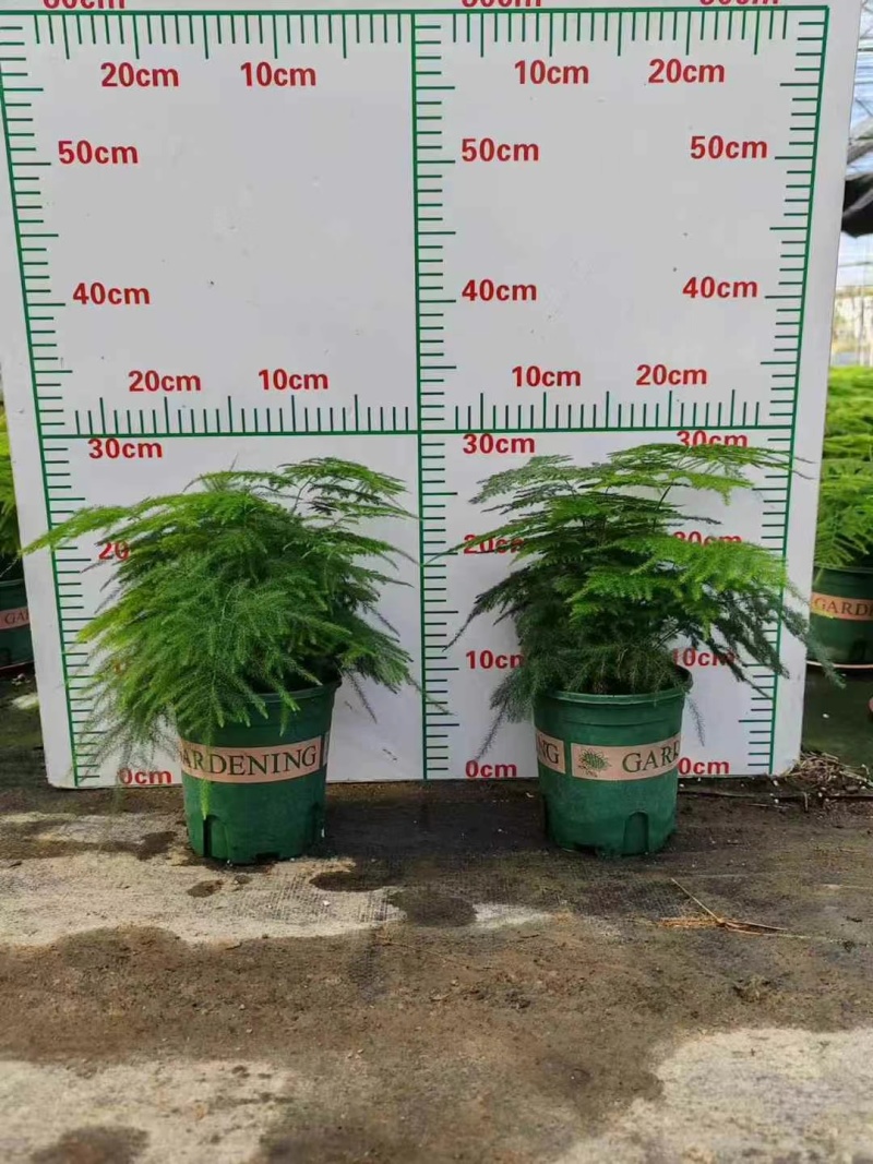 新一批0.4加仑进口矮生文竹叶绿密实有层次株型平整冠幅大