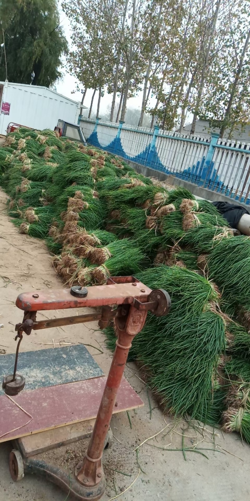 基地洋葱苗，河西二红，产量高