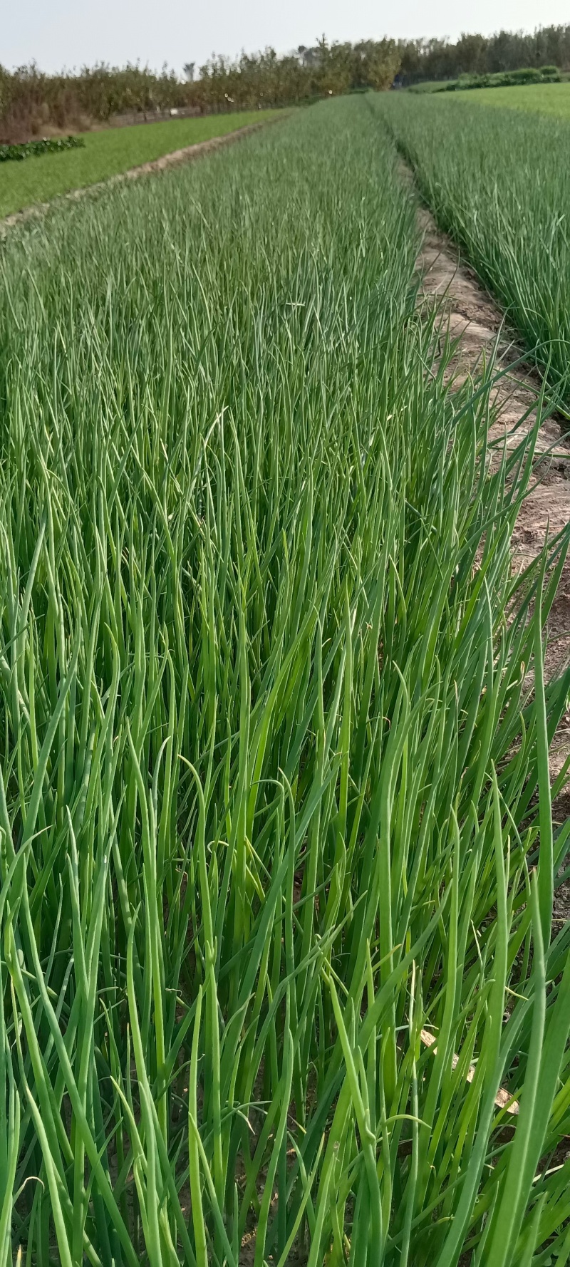 基地洋葱苗，河西二红，产量高