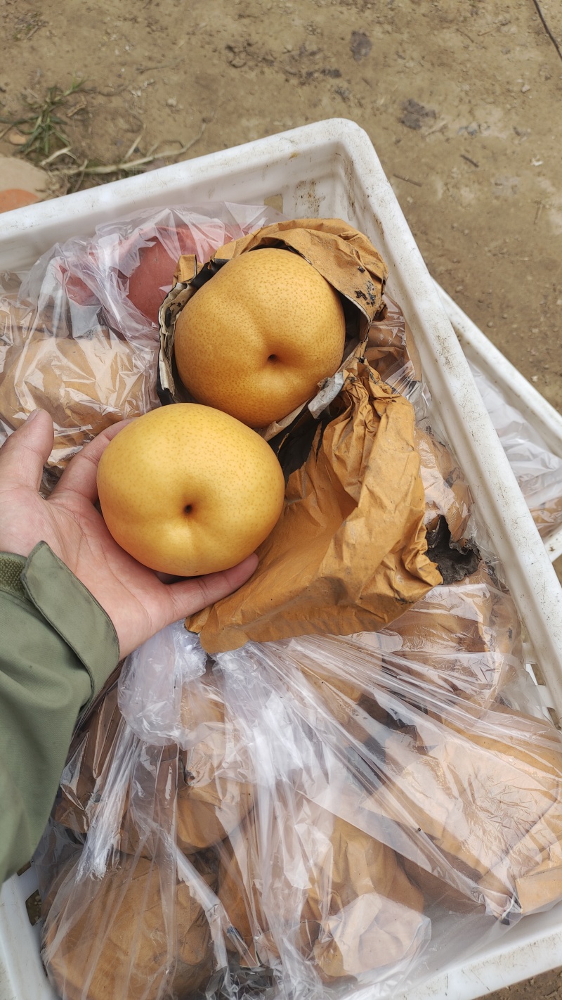晚秋黄梨已大量上市，供应各大电商，冷库，市场。质优价廉。