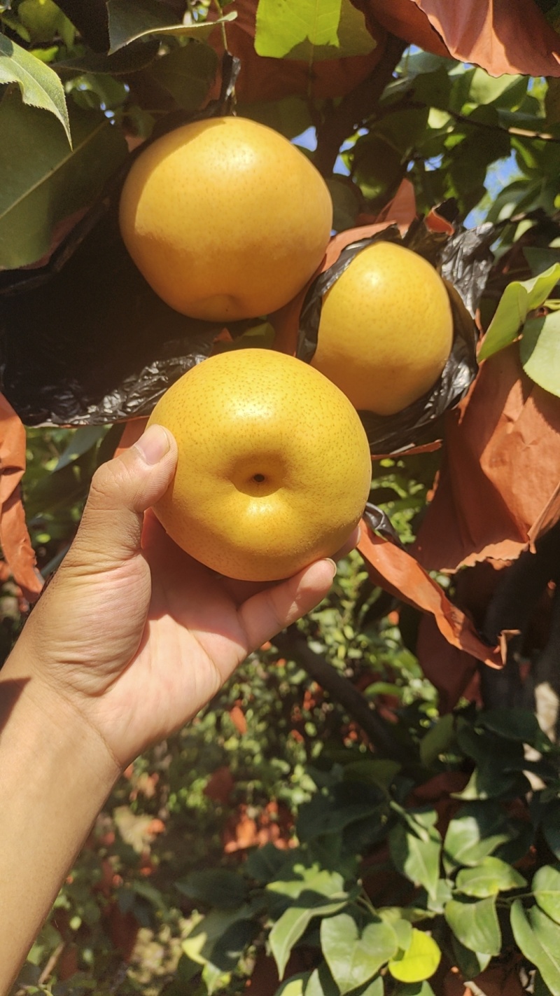 晚秋黄梨已大量上市，供应各大电商，冷库，市场。质优价廉。