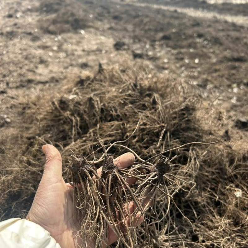 【苍术苗】北苍术朱砂点一年苗现起现发可发样品量大自家苗圃
