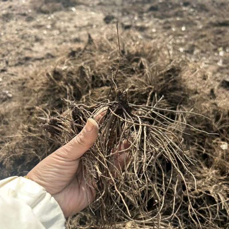 【苍术苗】北苍术朱砂点一年苗现起现发可发样品量大自家苗圃