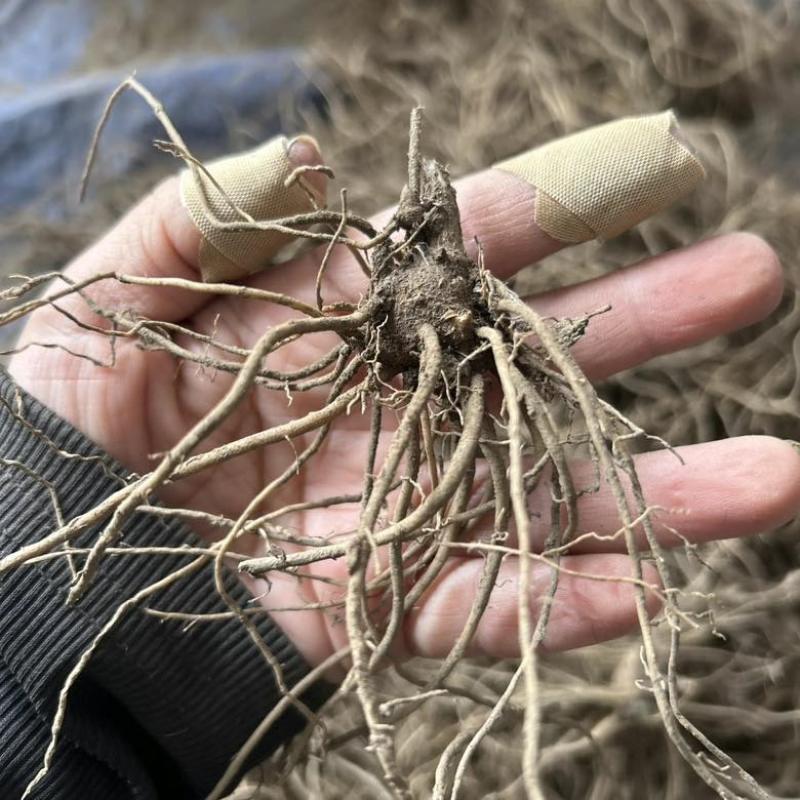 【苍术苗】北苍术朱砂点一年苗现起现发可发样品量大自家苗圃