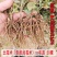 【苍术苗】北苍术朱砂点一年苗现起现发可发样品量大自家苗圃