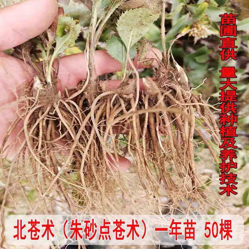 【苍术苗】北苍术朱砂点一年苗现起现发可发样品量大自家苗圃