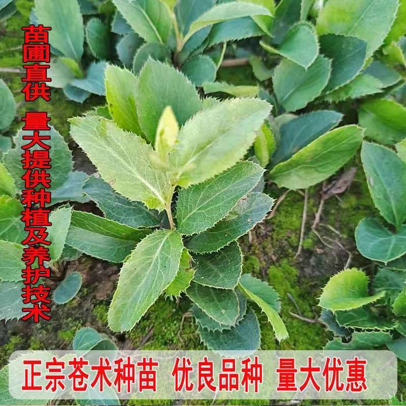 【苍术苗】北苍术朱砂点一年苗现起现发可发样品量大自家苗圃
