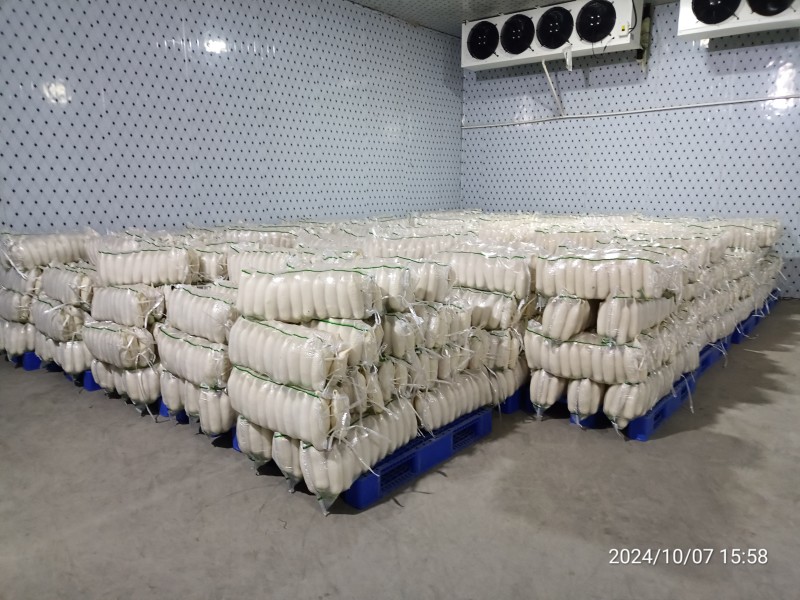 【热卖】精品白萝卜产区直供品质保证欢迎订购全国发货