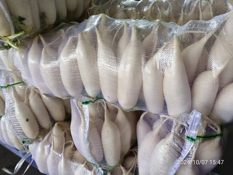 【热卖】精品白萝卜产区直供品质保证欢迎订购全国发货
