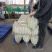【热卖】精品白萝卜产区直供品质保证欢迎订购全国发货