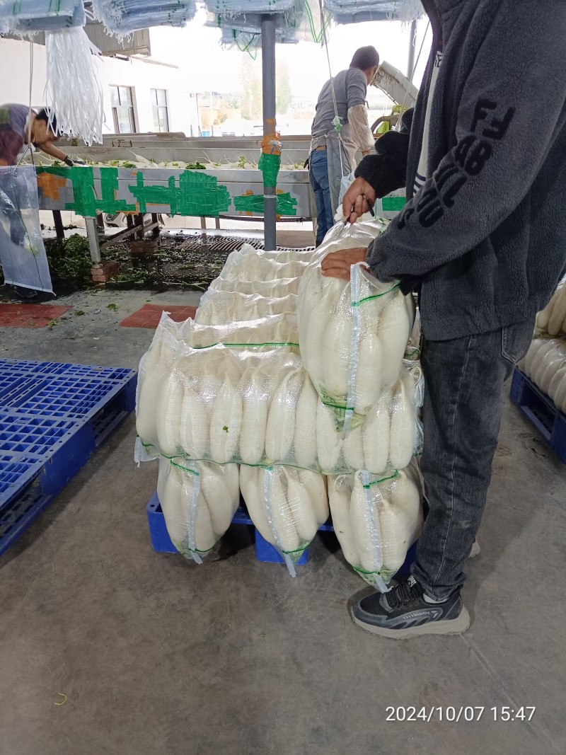 【热卖】精品白萝卜产区直供品质保证欢迎订购全国发货