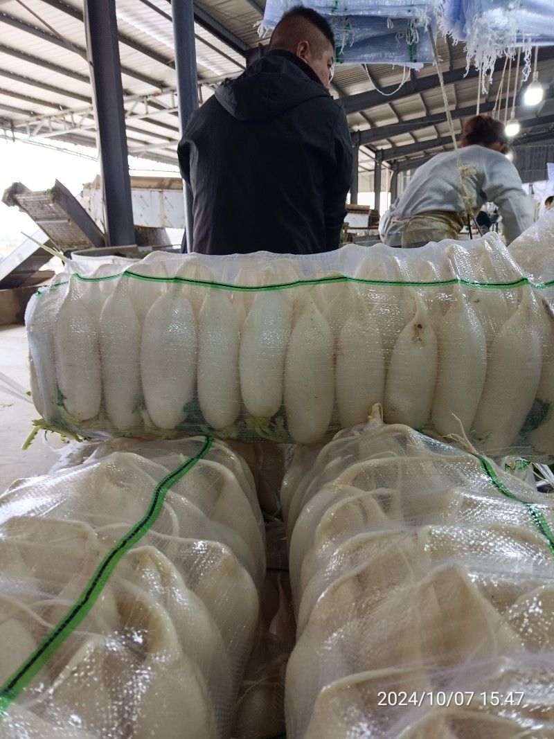 【热卖】精品白萝卜产区直供品质保证欢迎订购全国发货