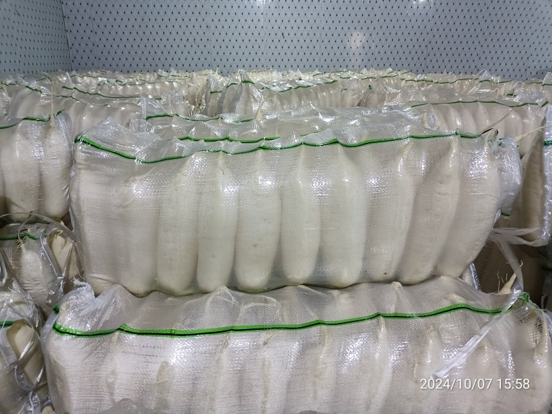 【热卖】精品白萝卜产区直供品质保证欢迎订购全国发货