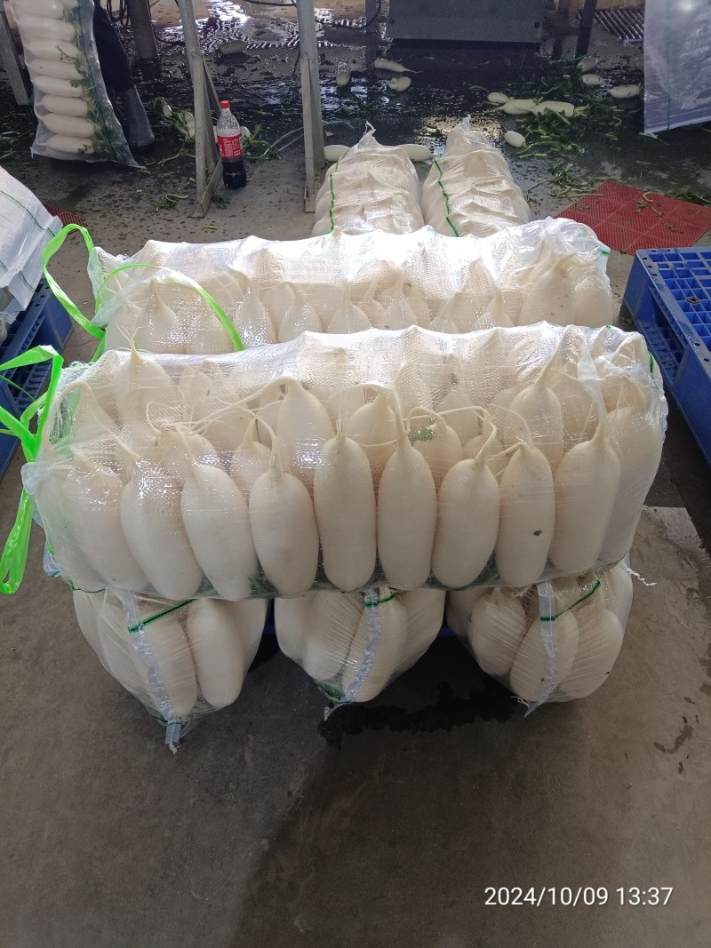 【热卖】精品白萝卜产区直供品质保证欢迎订购全国发货