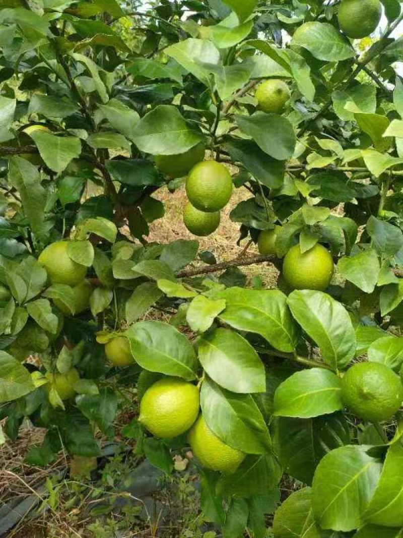 柠檬（尤力克）