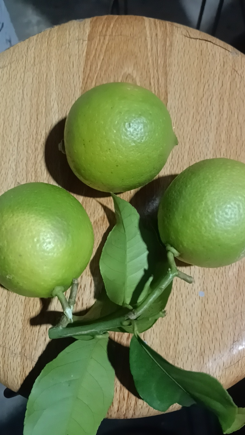 柠檬（尤力克）