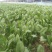 青稞菠菜