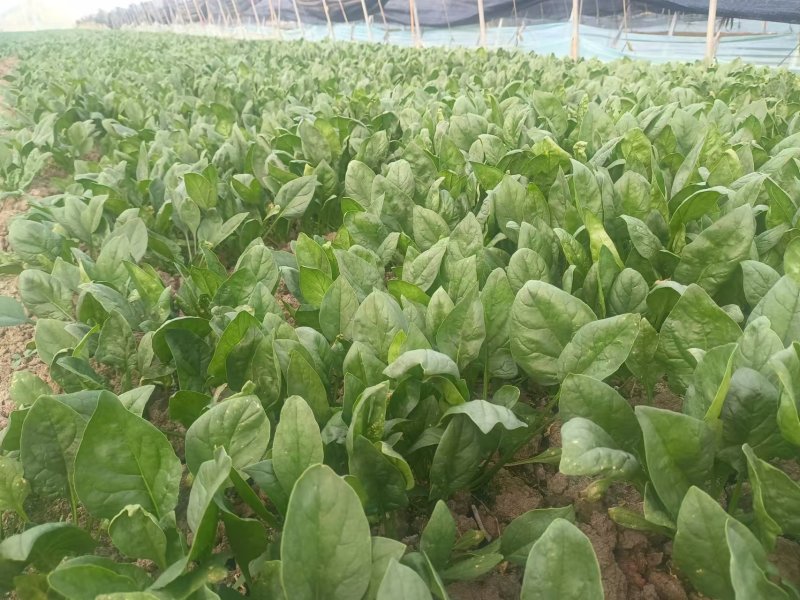 青稞菠菜