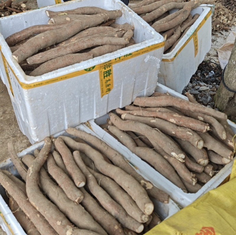 黄肉木薯面包木薯