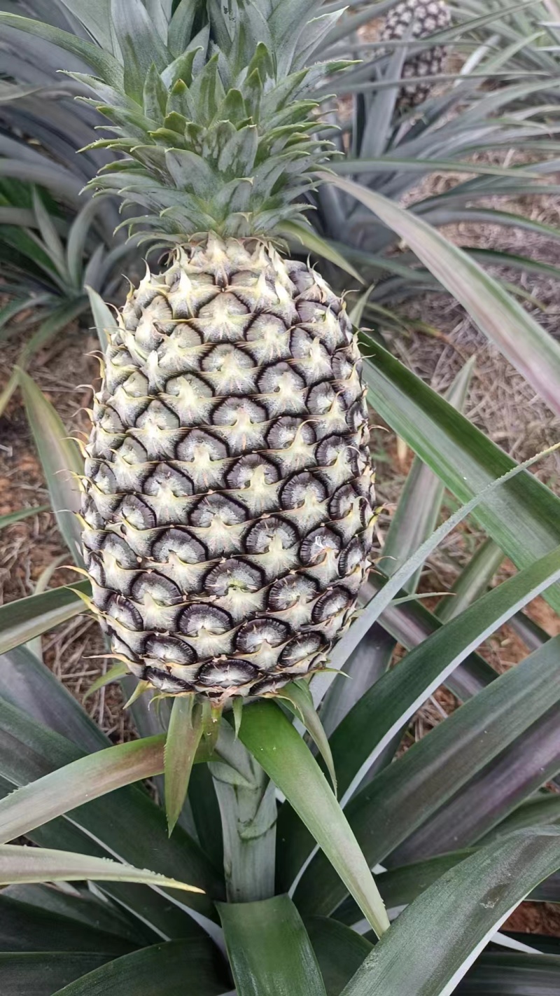 菠萝