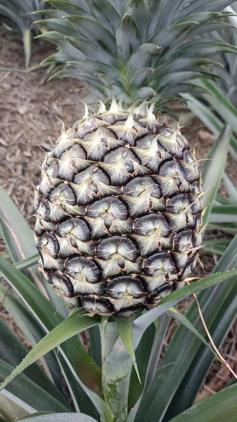 菠萝