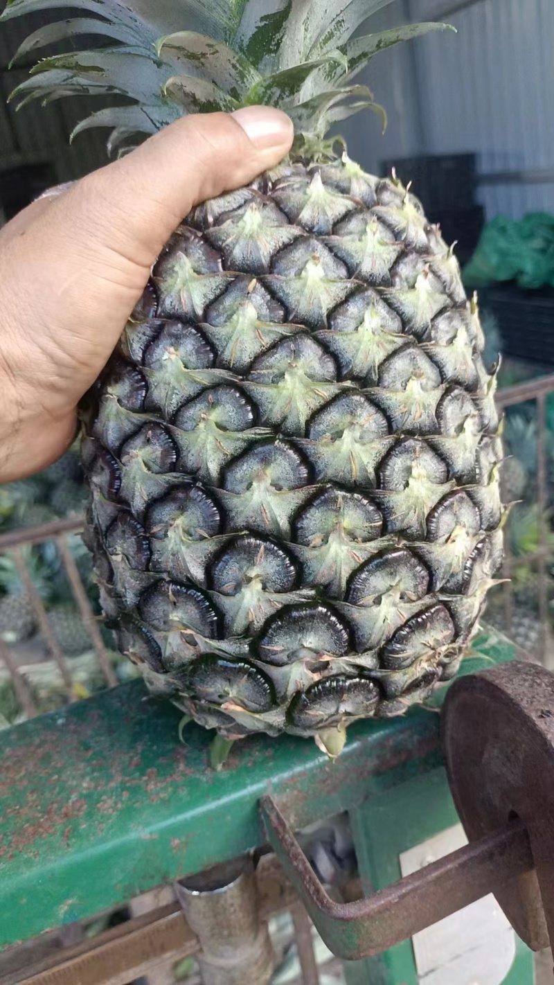 菠萝