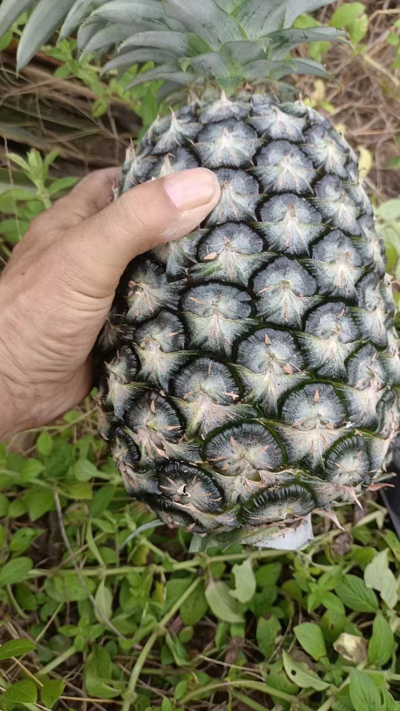 菠萝