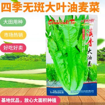 大颗四季油麦菜种子大叶油麦菜种子耐寒耐热甜味油麦菜种子